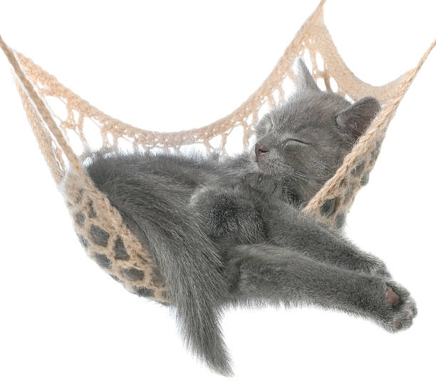 istock Cute gray kitten sleep in hammock 509640234