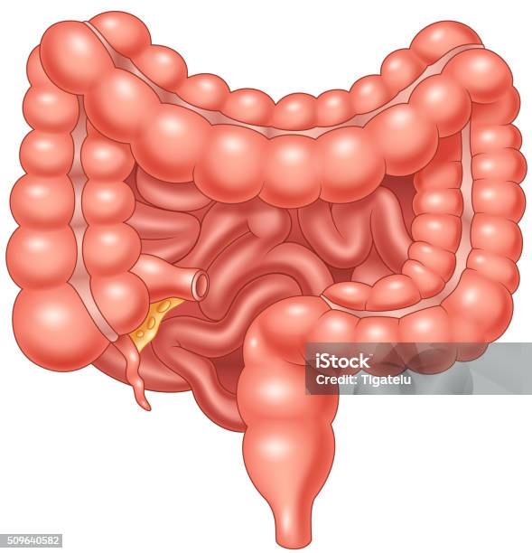 Cartoon Illustration Of Large And Small Intestine Stock Illustration - Download Image Now - Abdomen, Human Intestine, Vector