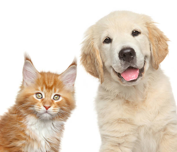 istock cat and dog in front of white background 509640879