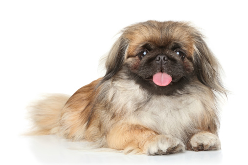 Cute small dog studio portrait. Shih tzu and maltese mix. This file is cleaned and retouched.