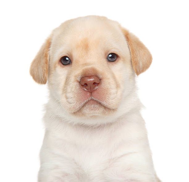 istock Labrador retriever puppy, portrait 509640957