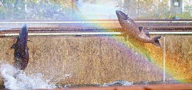Leaping Salmon at Fish Hatchery Salmon jumping in retention reservoir with rainbow hatchery stock pictures, royalty-free photos & images