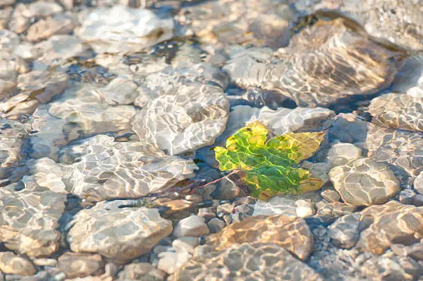 Photo of yellow and green colored maple leaf under water