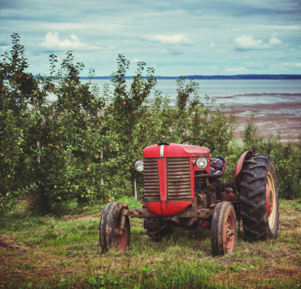 A vintage tractor sits in an Annapolis Valley apple orchard.