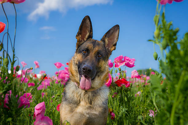 istock German Shepherd in a Field of Pink Flowers 509642649