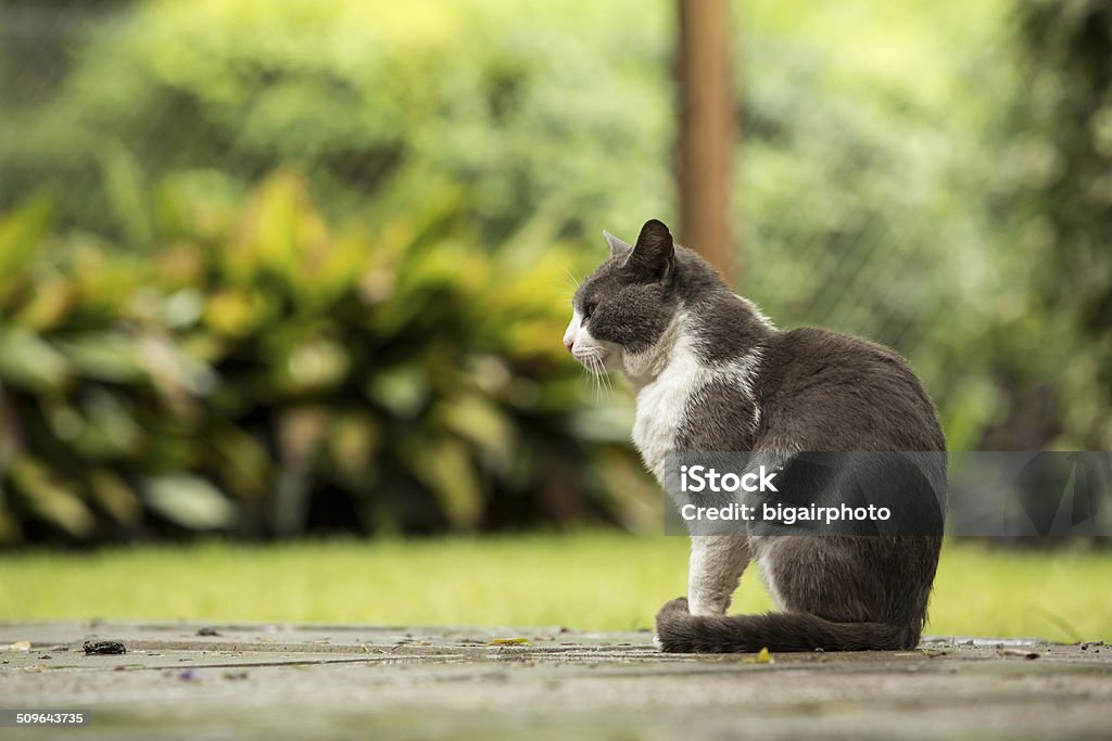 Gray and white cat on a porch. Garden background. Gray and white cute cat sitting outside in the park on a rainy day wit blurred background. Animal Stock Photo