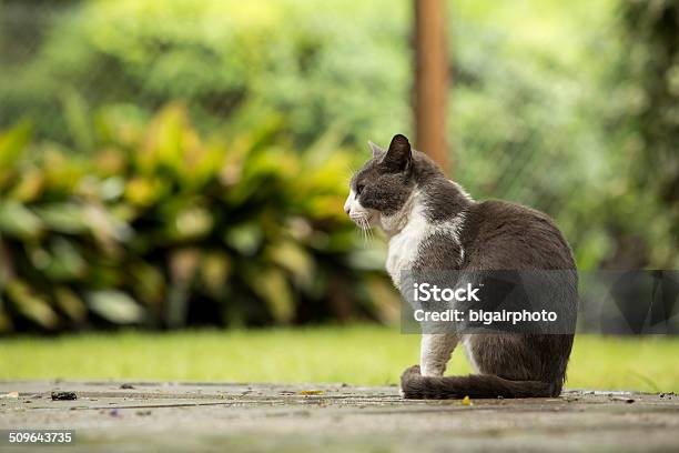 Gray And White Cat On A Porch Garden Background Stock Photo - Download Image Now - Animal, Animal Whisker, Argentina
