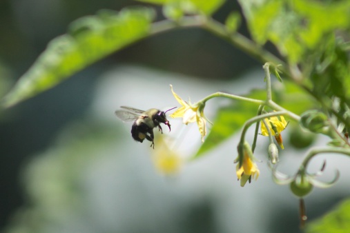 A bee flying to pollinate tomato flowers
