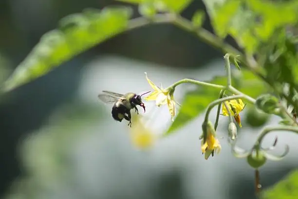 Photo of Bee pollinating tomatoes