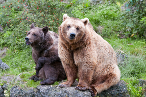 european brown bear couple sitting on a stone in the forest