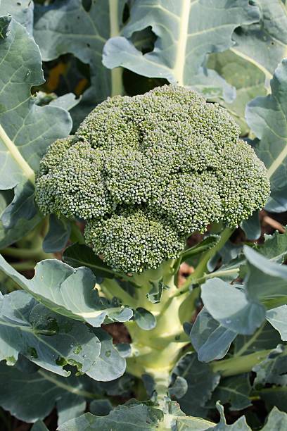 istock Brocoli in an organic garden 509645125