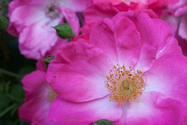 magenta près de wild rose - gallica rose photos et images de collection