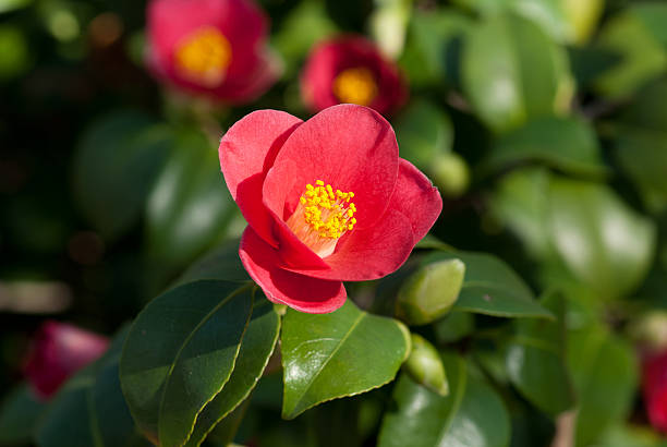 Camellia Japonica blooming in Dresden Pillnitz in March stock photo