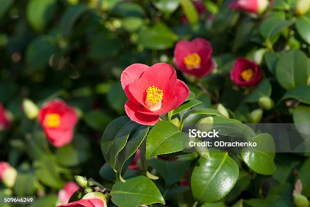 Camellia Japonica Blooming In Dresden Pillnitz In March Stock Photo - Download Image Now