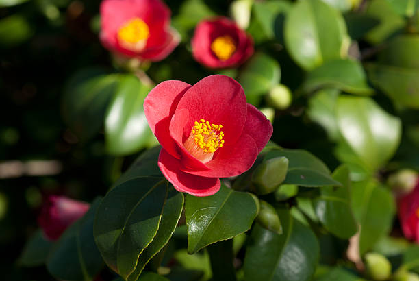 Camellia Japonica blooming in Dresden Pillnitz in March stock photo