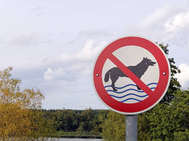 istock No swimming for dogs 509657117