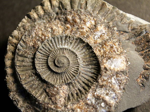 istock Close up Section of ammonite with sparkly stone pieces 509657597