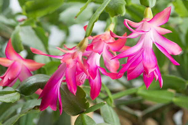 istock home cactus flowers Schlumbergera 509657874