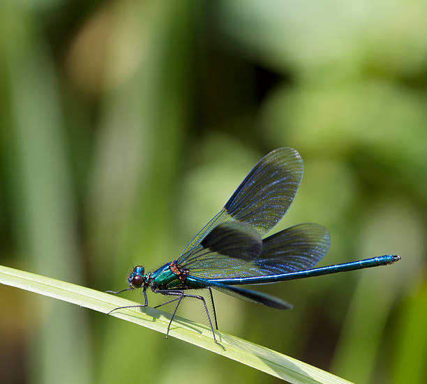 istock Banded Demoiselle (Calopteryx splendens) Male 509657922