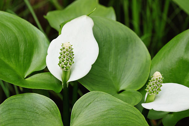 흰색 꽃 spathiphyllum - peace lily lily stamen single flower 뉴스 사진 이미지