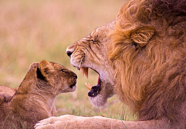 Lion roaring at young cub Large male lion does not appreciate his son’s attention.  Masai Mara, Kenya. male animal stock pictures, royalty-free photos & images