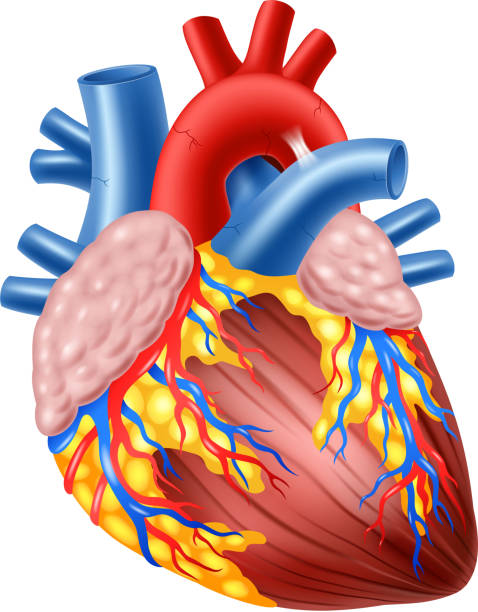 말풍선이 있는 삽화-휴머니즘 허스 해부 - heart shape human vein love human artery stock illustrations