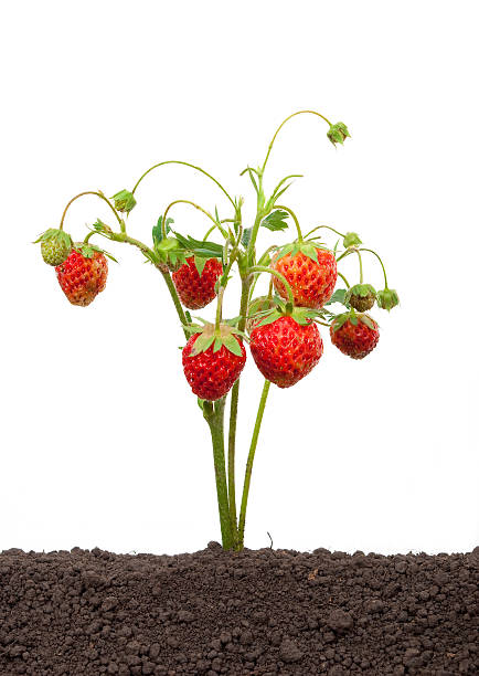 istock Strawberry growing out of the soil 509658668