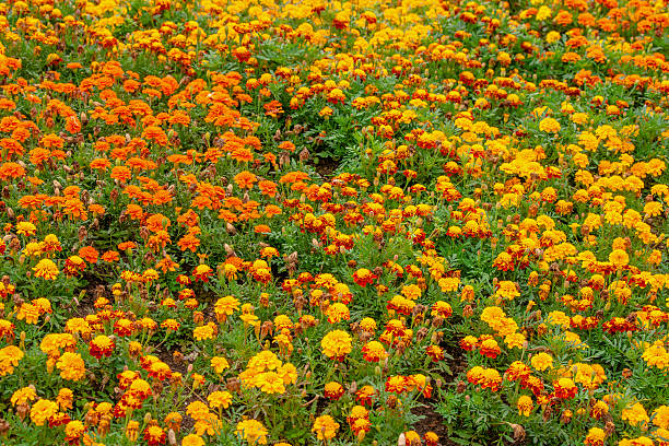 istock Many thagetes flowers in a garden 509658817