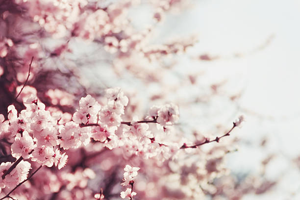 Spring Cherry blossoms, pink flowers. Spring Cherry blossoms, pink flowers. cherry tree photos stock pictures, royalty-free photos & images