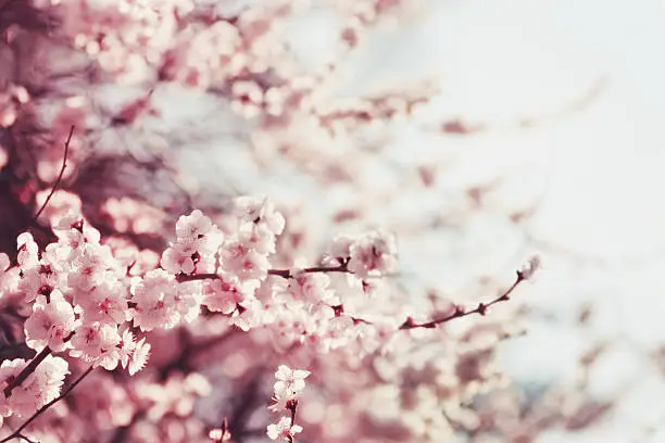 Photo of Spring Cherry blossoms, pink flowers.