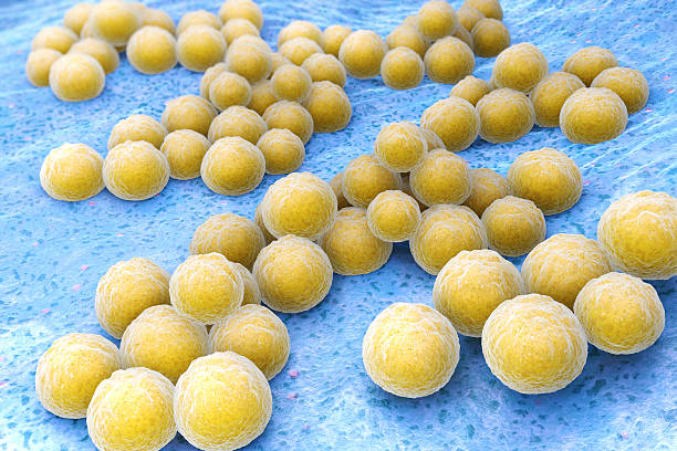 staphylococcus aureus - coccus stock-fotos und bilder