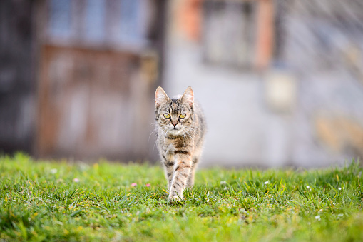 Young domestic cat walking towards camera