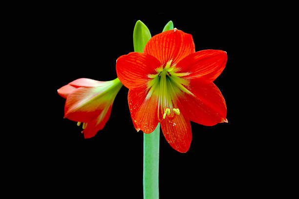 istock Beautiful Blossoms of red Amaryllis flower 509660321