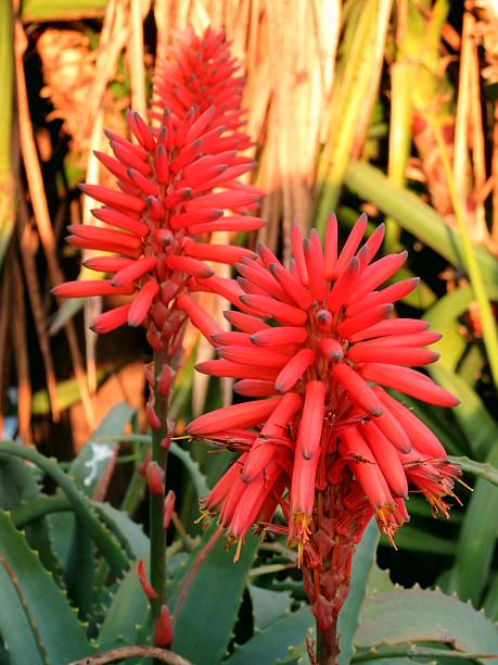 istock inflorescence of agave 509660494