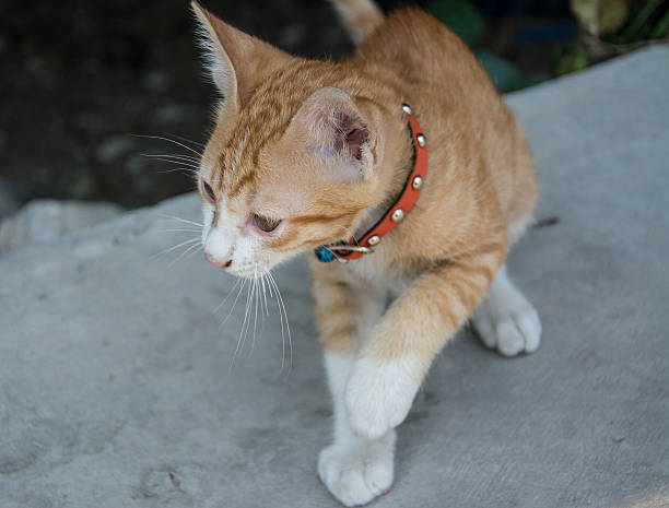 istock cute kitten gold color 509661162