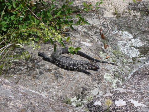 Small Overo lizard camouflaging itself on the rocks