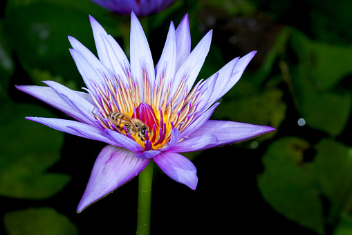 The Nymphaeaceae are aquatic, rhizomatous herbs .Members of this family are commonly called water lilies This one is called Blue Beauty