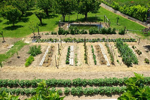 It's beautiful, full of vegetable: it's my GF's garden