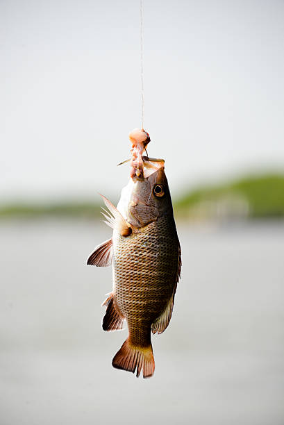 istock Fish out of water 509662262