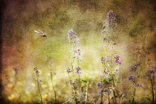 Glimpse of an Alaskan summer with monkshod flowers and a dragonfly processed with textures for a dream-like look.