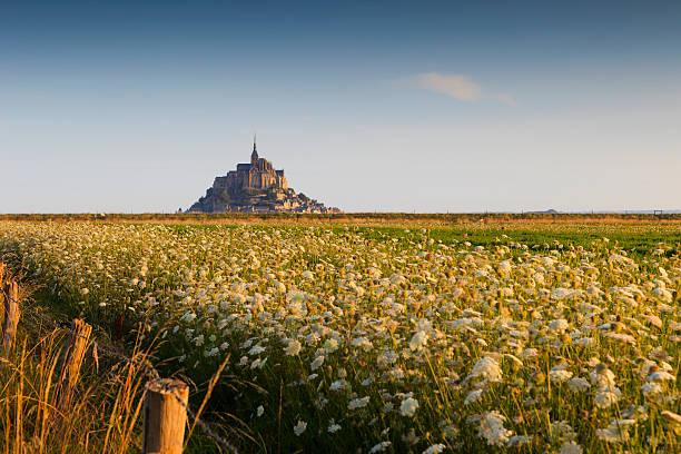 flowering meadow in the French countryside with the village of Mont Saint-Michel in the background; Mont Saint-Michel, France