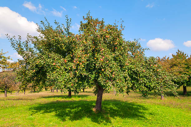 Apple trees Lake Constance stock photo