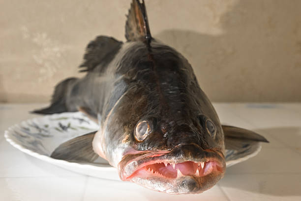 istock Fish zander with toothy maw is on a platter 509663300