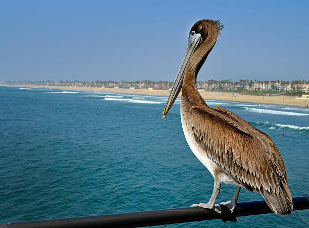 Brown Pelican stock photo