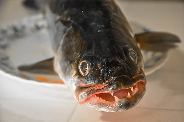 istock Zander fish head on a plate close-up 509663412