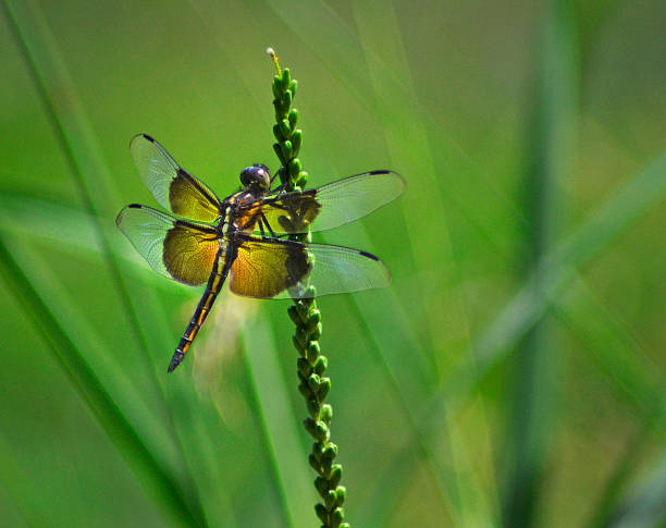 Dragonfly stock photo