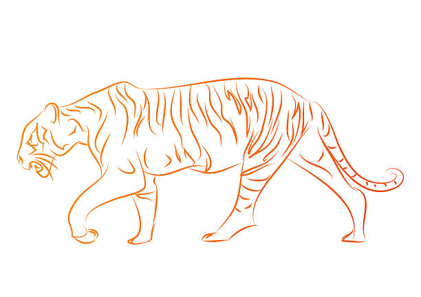 tigers - ding stock illustrations