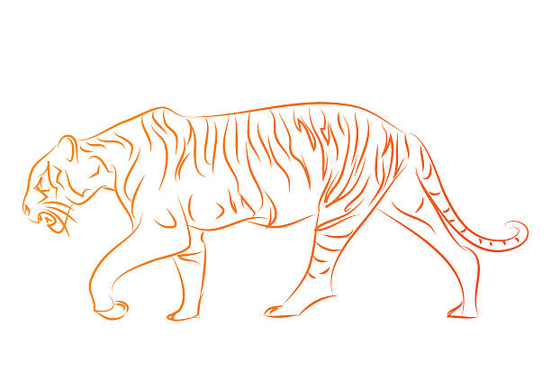 ilustrações, clipart, desenhos animados e ícones de os tigres - ding