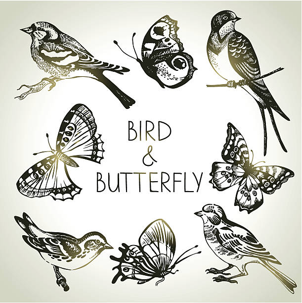 ilustrações, clipart, desenhos animados e ícones de conjunto de pássaros e borboletas, mão ilustrações - chaffinch