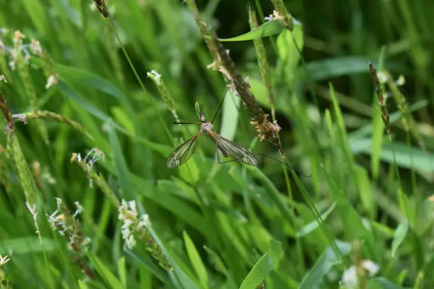 Tipul fuscipennis on stalks of grass. Unusual large insect.